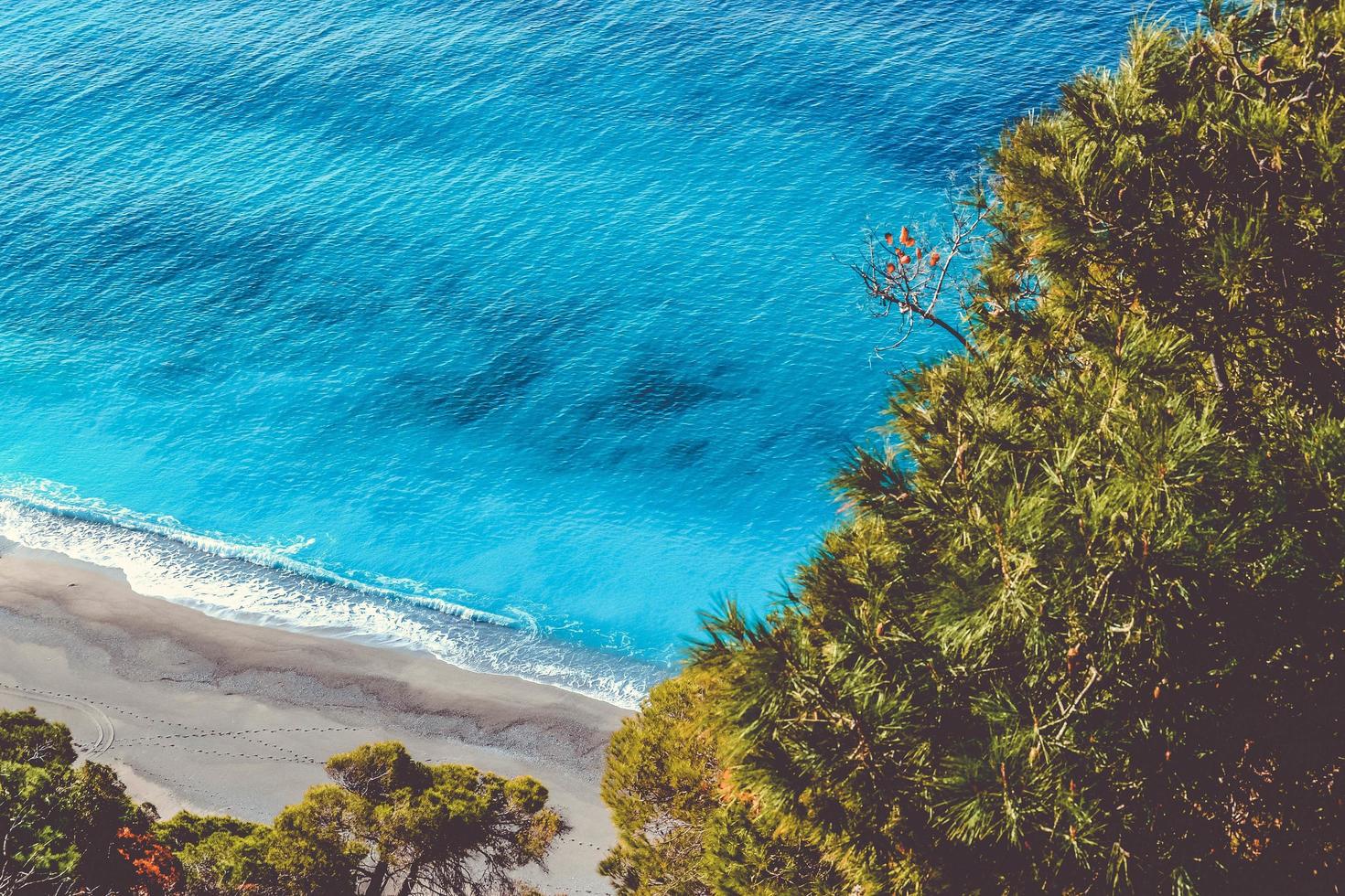 Ozeanbäume mit Blick auf Wasser foto