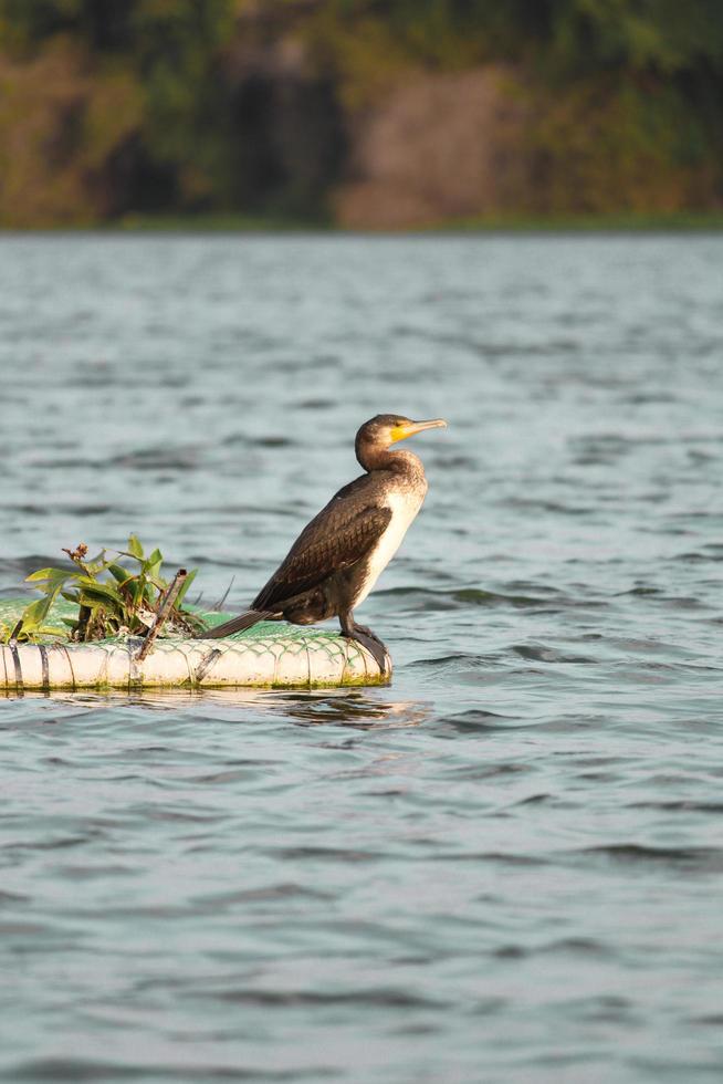 braune Ente am Rande des Wassers foto