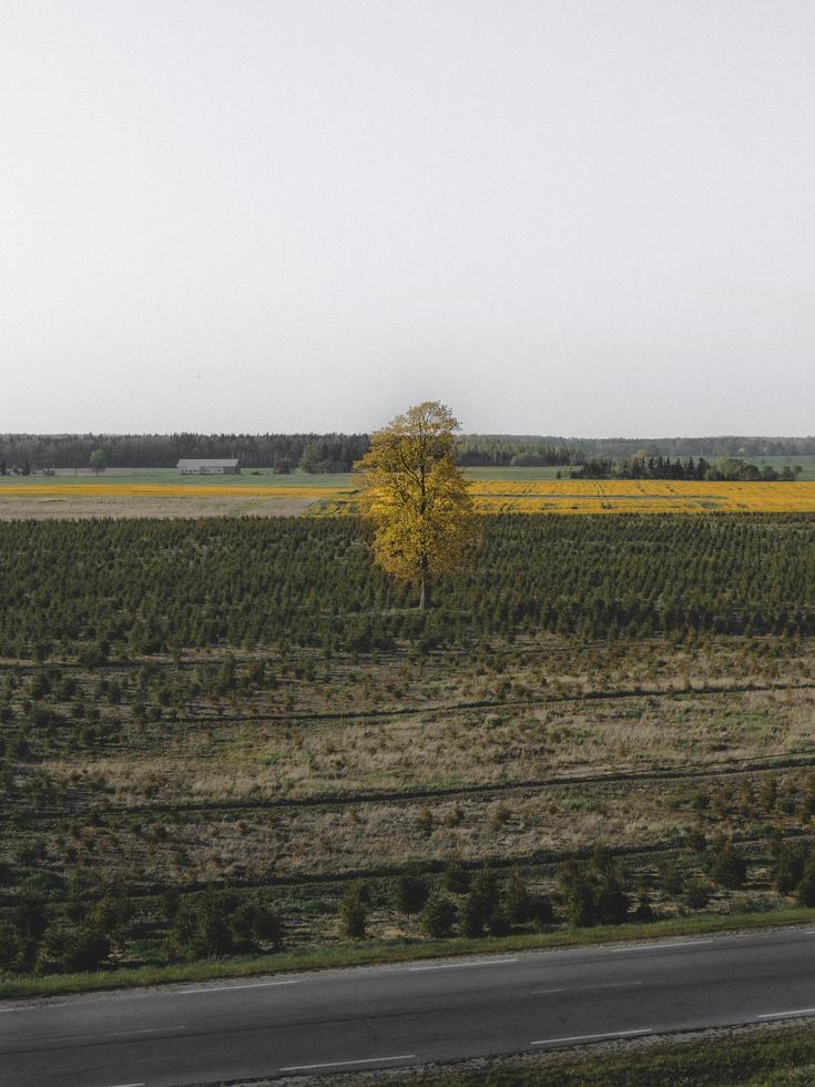 einsamer Baum auf einem Feld foto