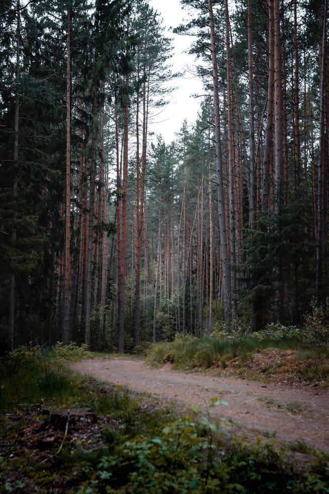 brauner Feldweg foto