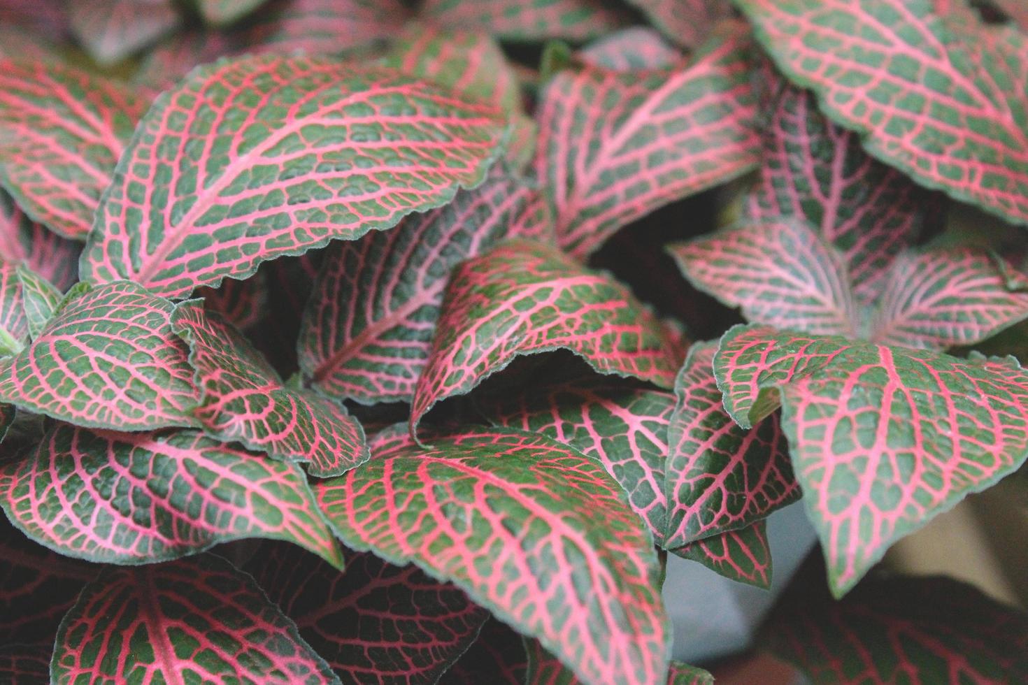 Fittonia albivenis oder Nervenpflanze foto