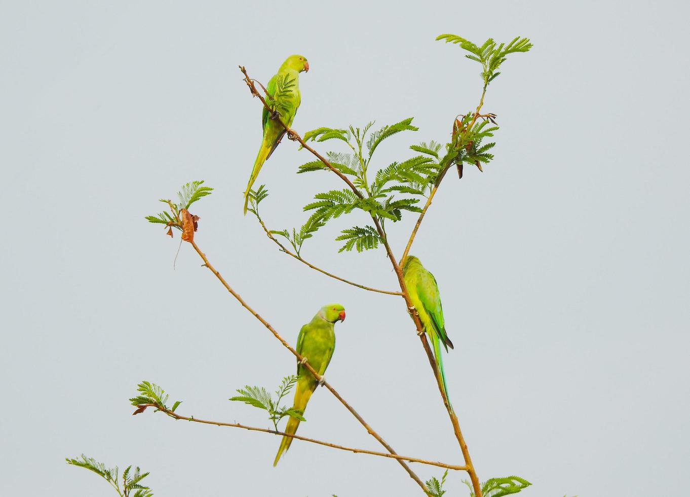 grüne Papageien auf Ast foto