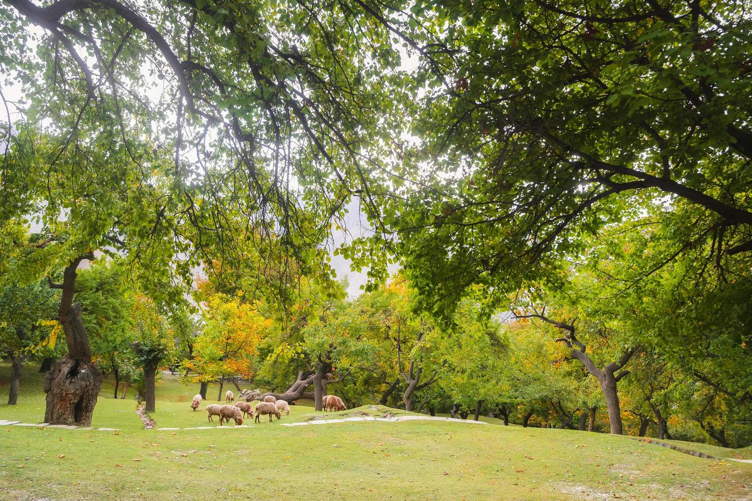 Naturlandschaftsansicht des Parkgartens foto