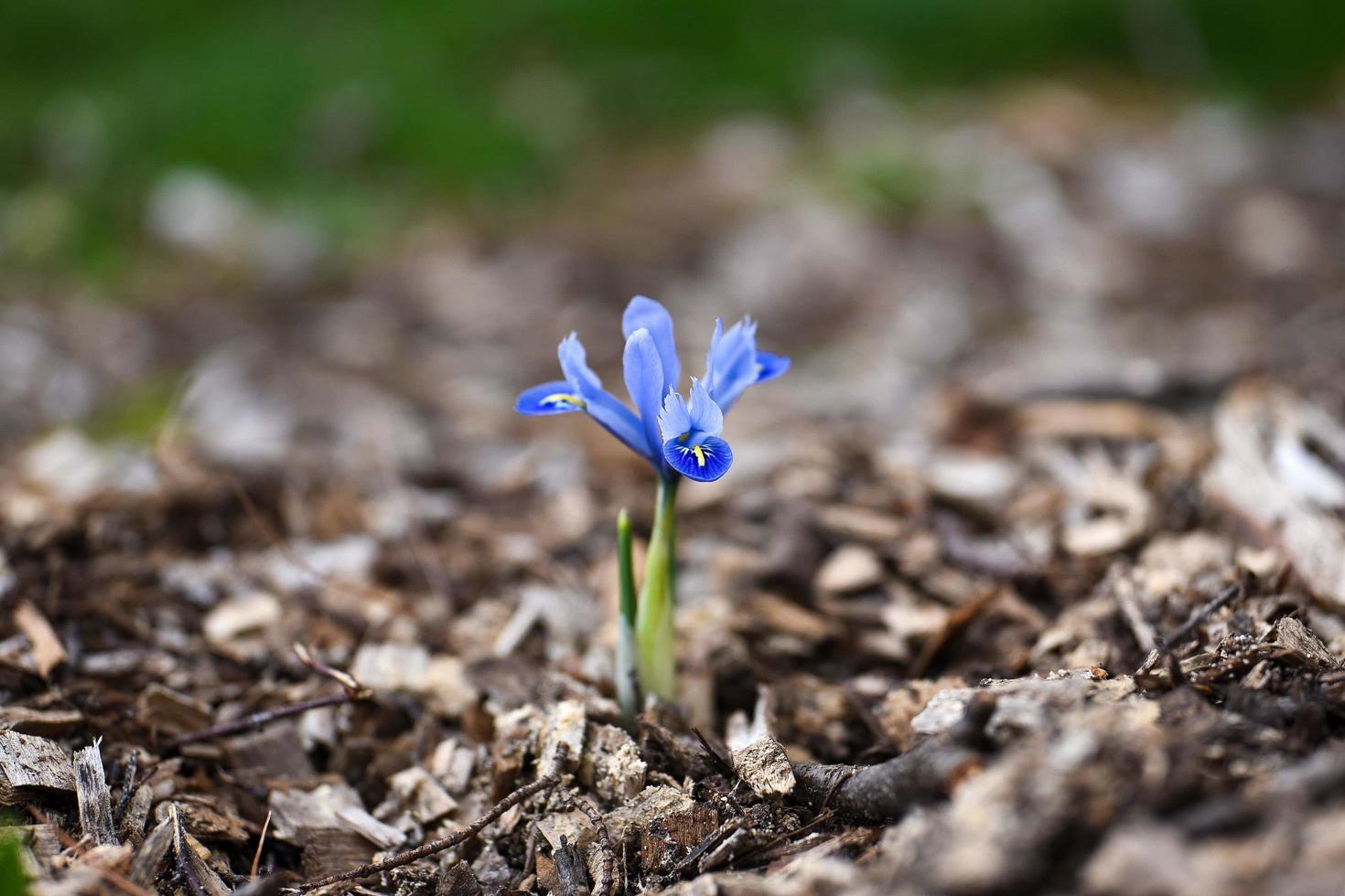 Nahaufnahme der blauen Iris foto