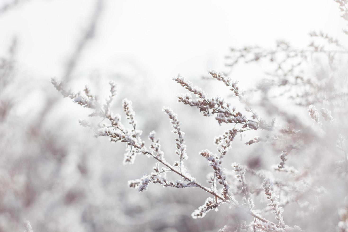 schneebedeckte Blütenpflanze mit weißen Blütenblättern foto