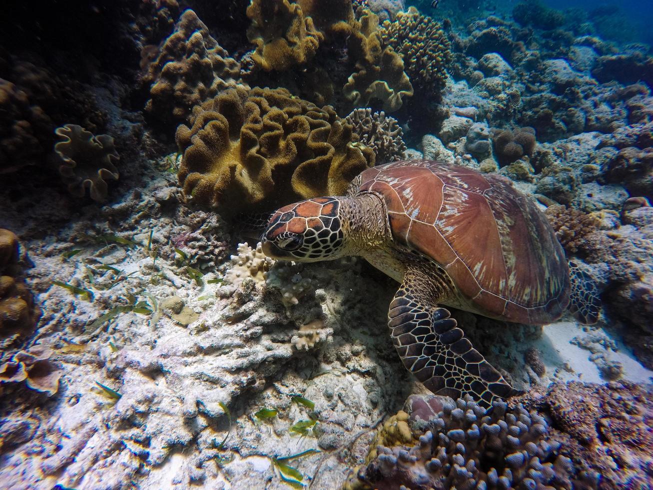 braune und graue Schildkröte unter Wasser foto