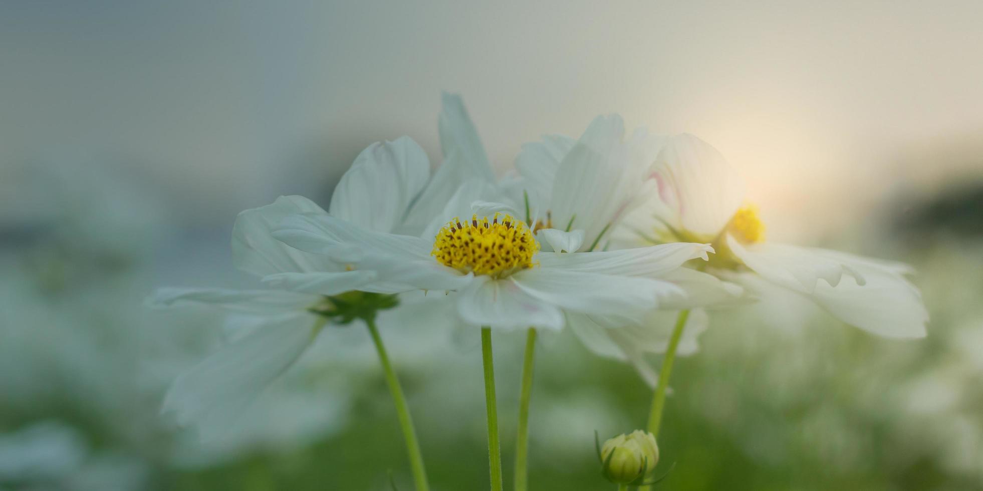 weiße Kosmosblume foto