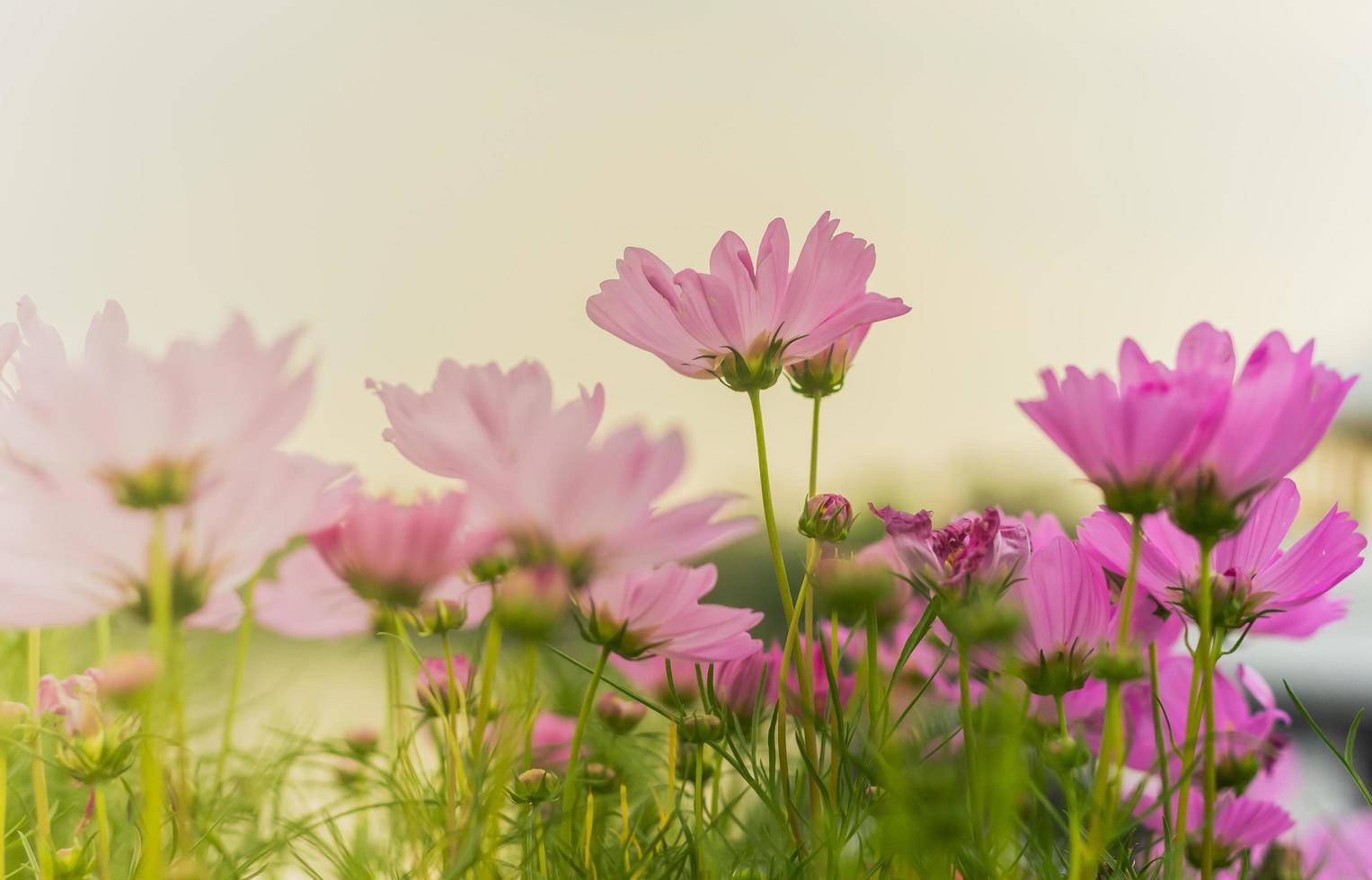 Blumen blühen in der Natur foto