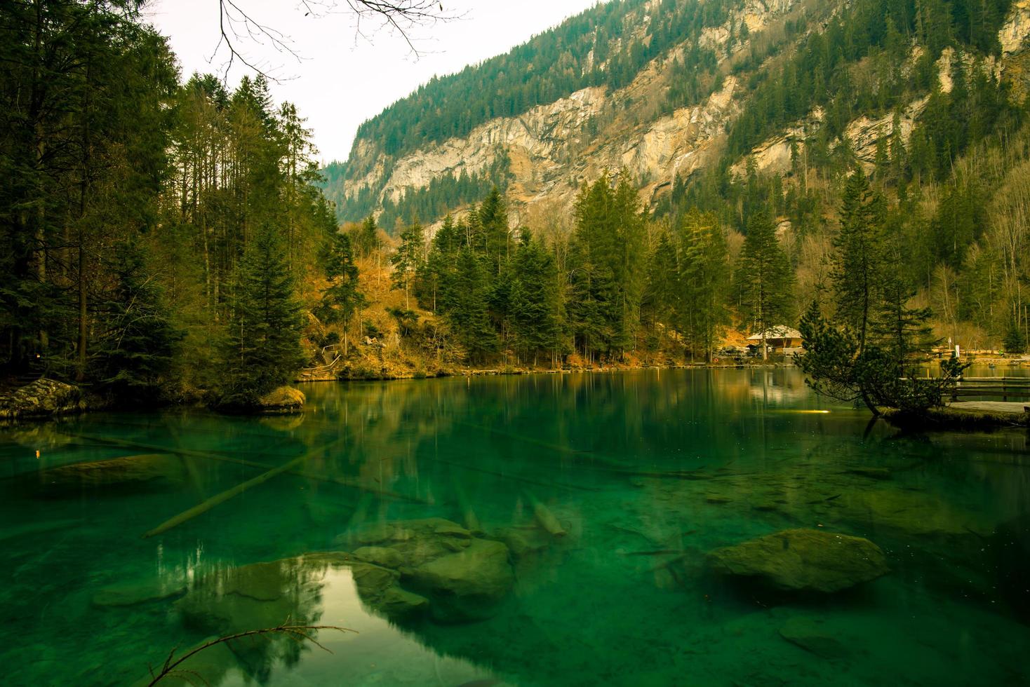 klares grünes Wasser unter Wald foto