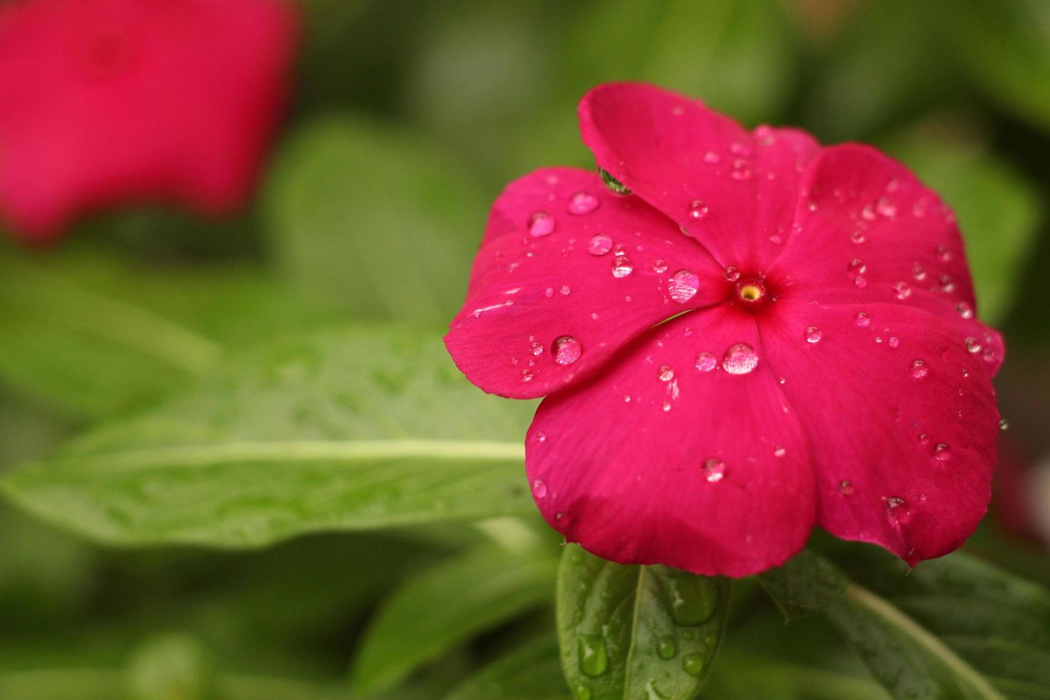 rote Blütenblüte mit Regentropfen foto