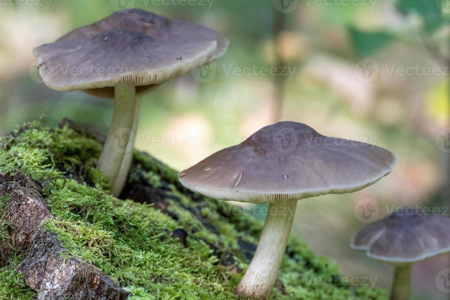 Pilz im dunklen Wald foto