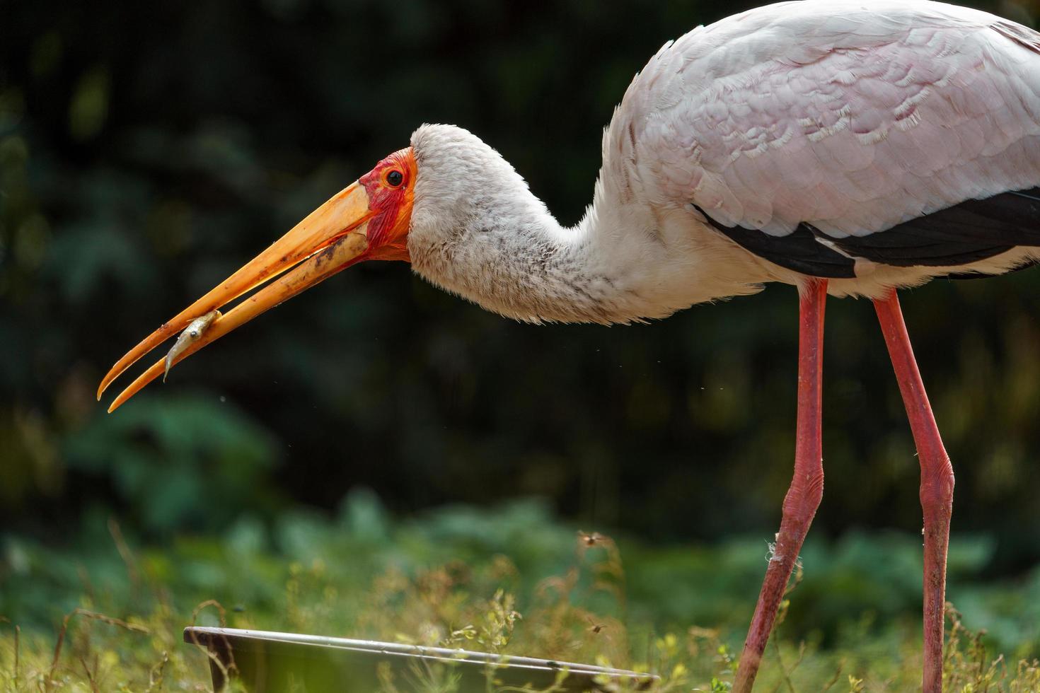 gelber Schnabelstorch foto