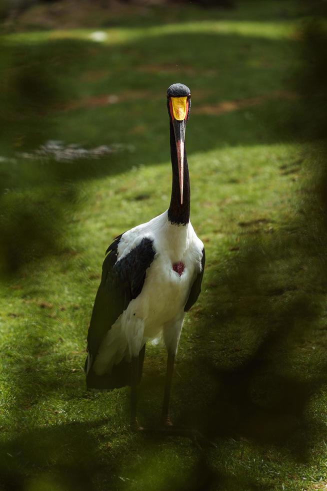 Sattelschnabelstorch foto