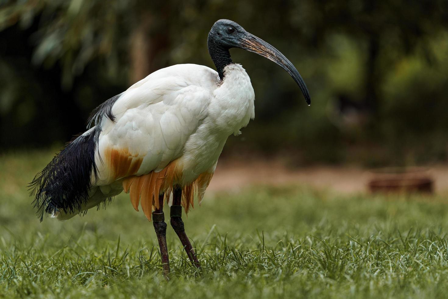 heiliger ibis im gras foto