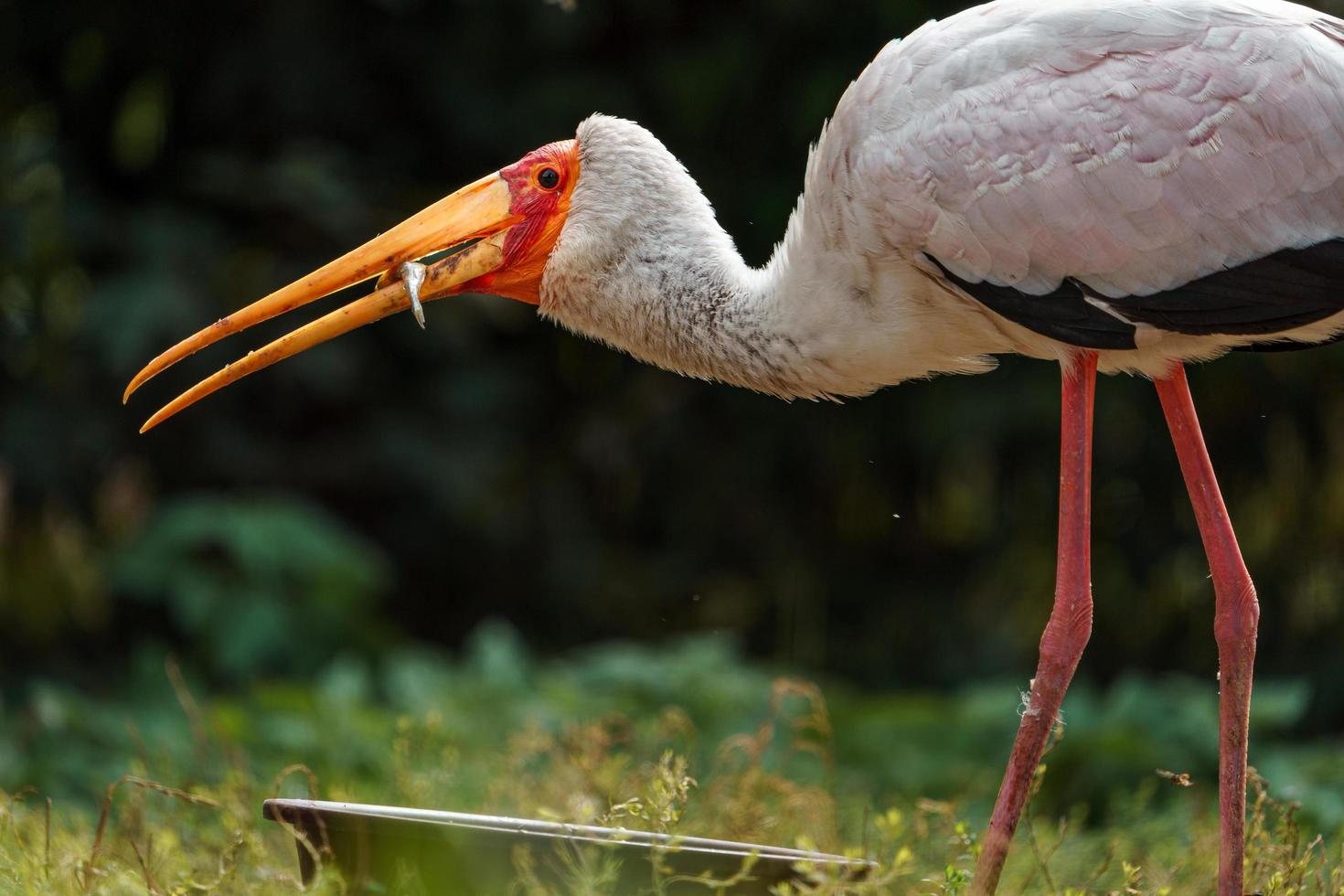 gelber Schnabelstorch foto