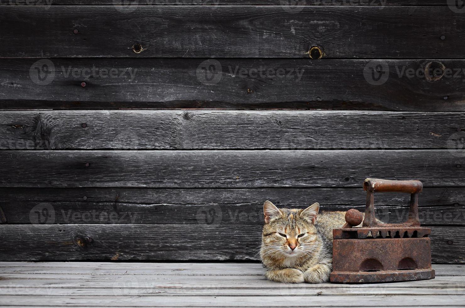 Eine dicke Katze befindet sich neben einem schweren und rostigen alten Kohleneisen auf einer Holzoberfläche foto