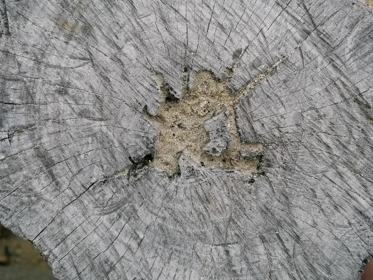 Draufsicht, direkt über der alten grauen Farbe Stumpfstamm Holzstruktur, Kopierraum, für Texturhintergrund foto