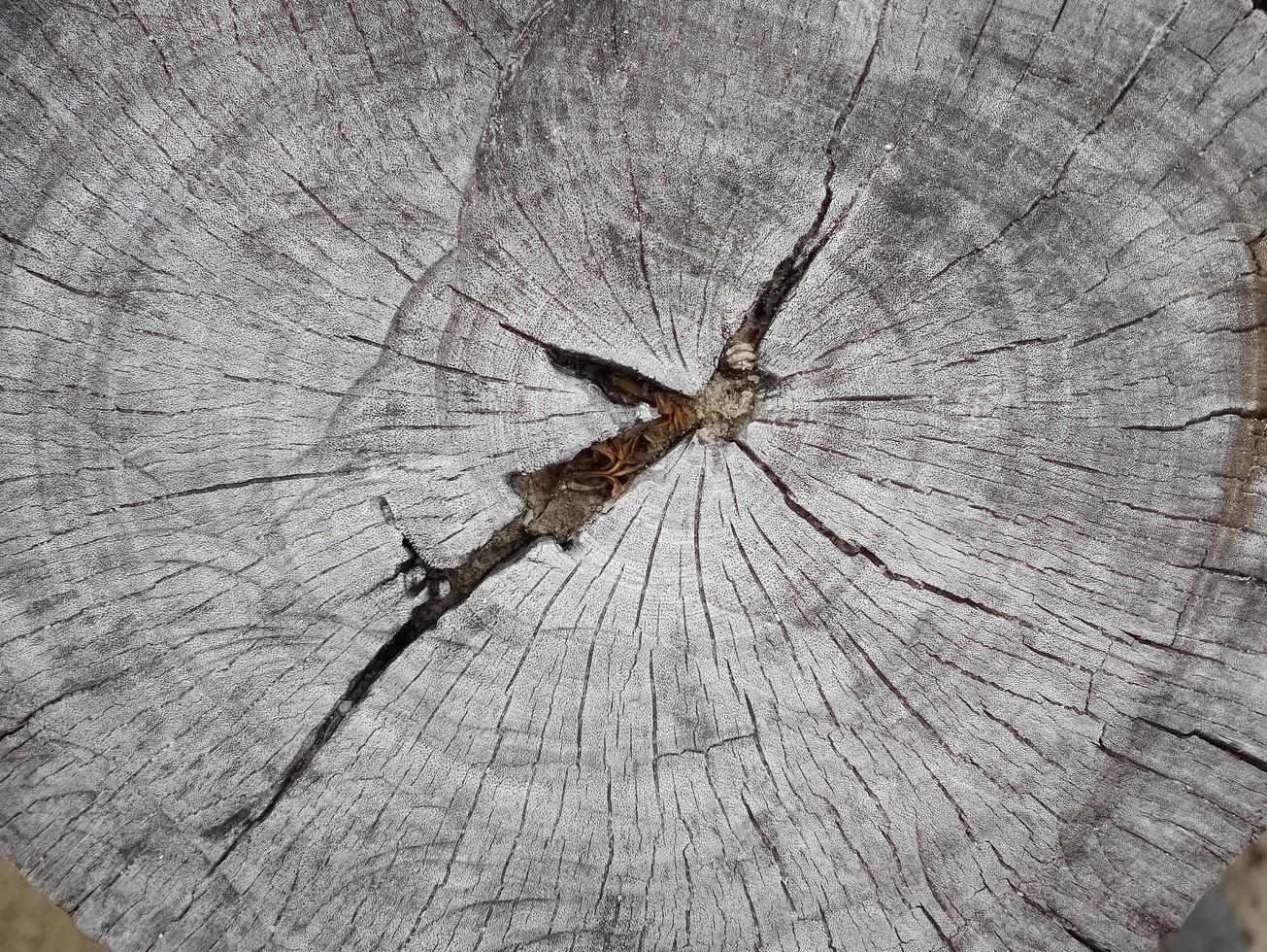 Draufsicht, direkt über der alten grauen Farbe Stumpfstamm Holzstruktur, Kopierraum, für Texturhintergrund foto