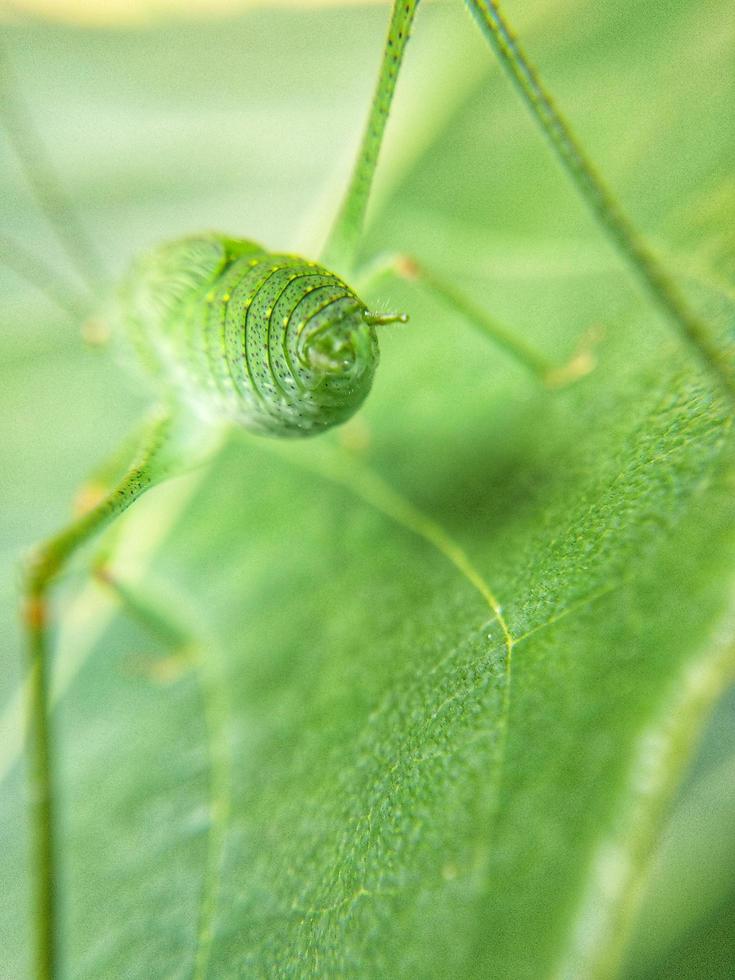 Makrofotografie von Insekten foto