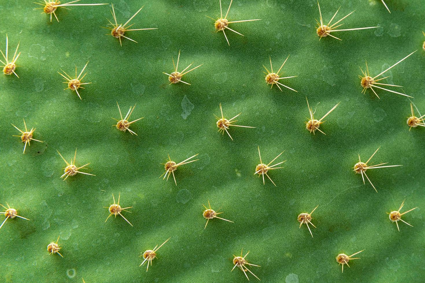 detailliertes Kaktusblatt foto