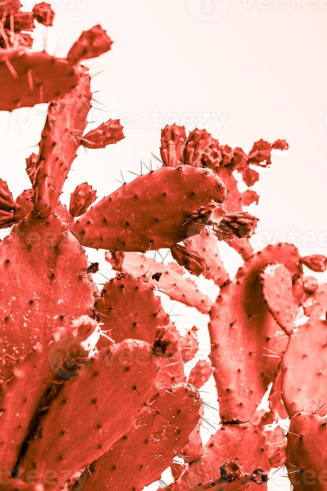 Sukkulente Kaktuspflanze in lebendiger Korallenfarbe getönt foto