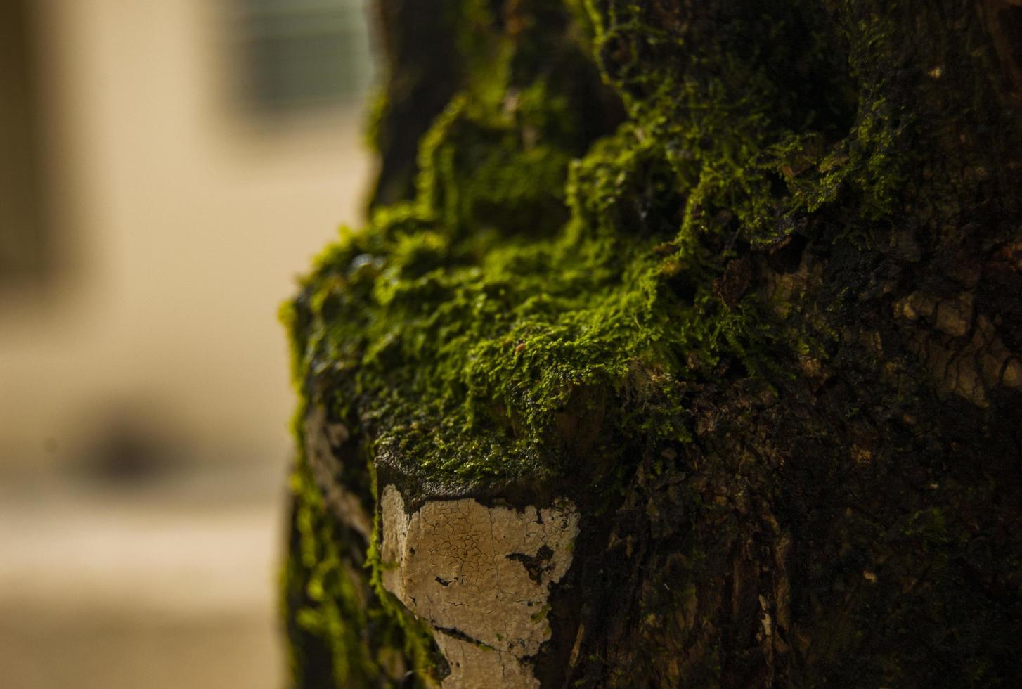 grünes Moos am Baum foto