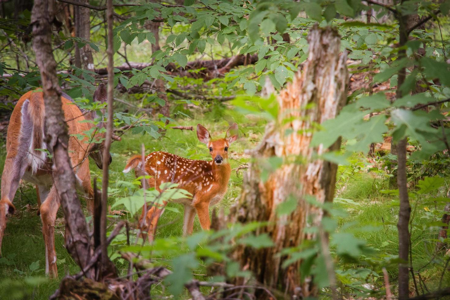 Hirsch im grünen Wald foto