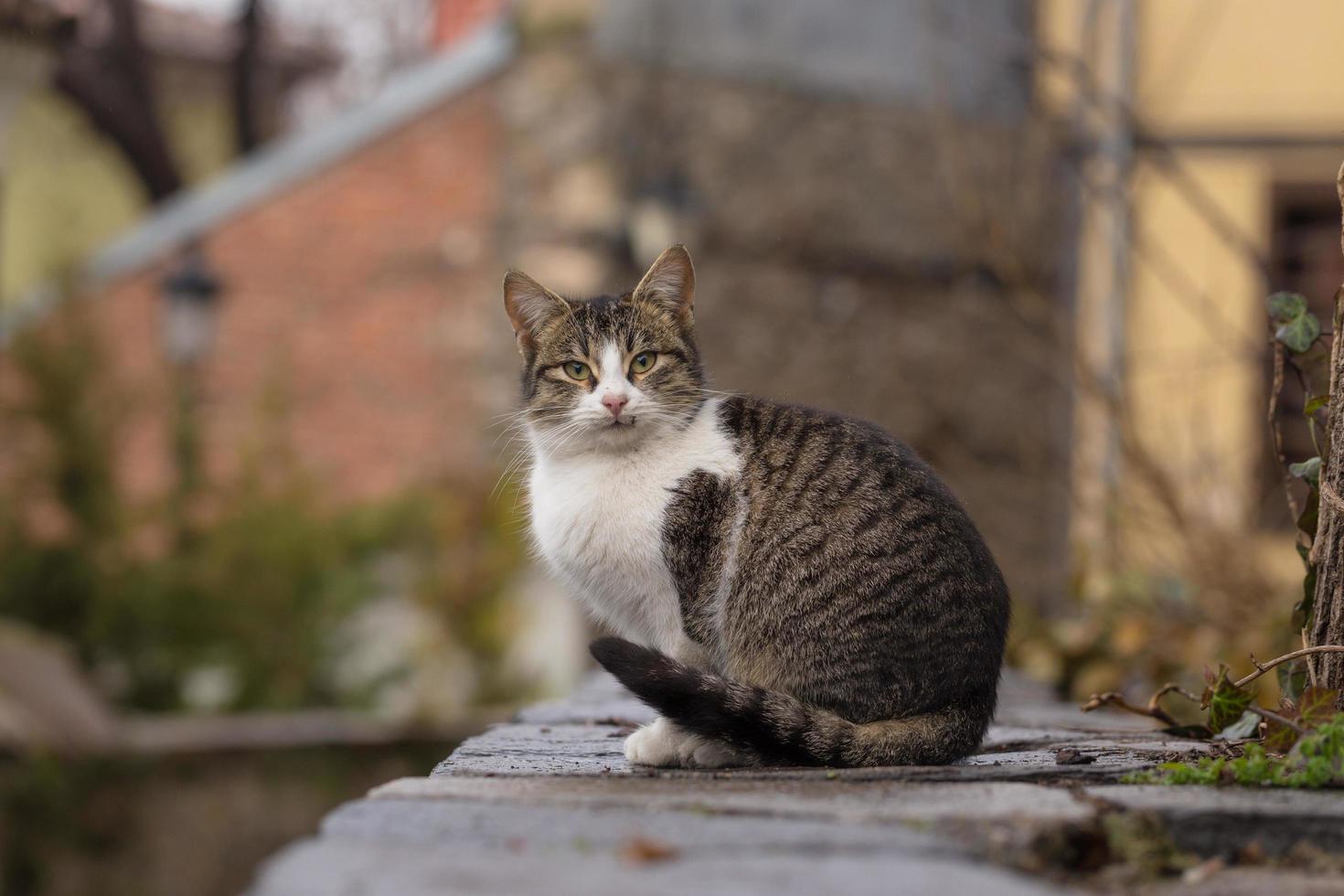 Nahaufnahme Fotografie von Tabby Katze foto