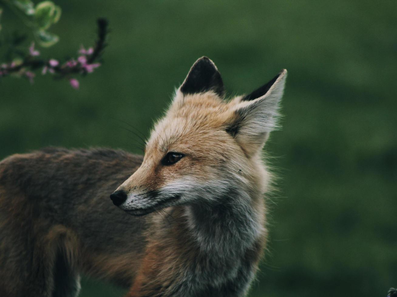 Rotfuchs in freier Wildbahn foto