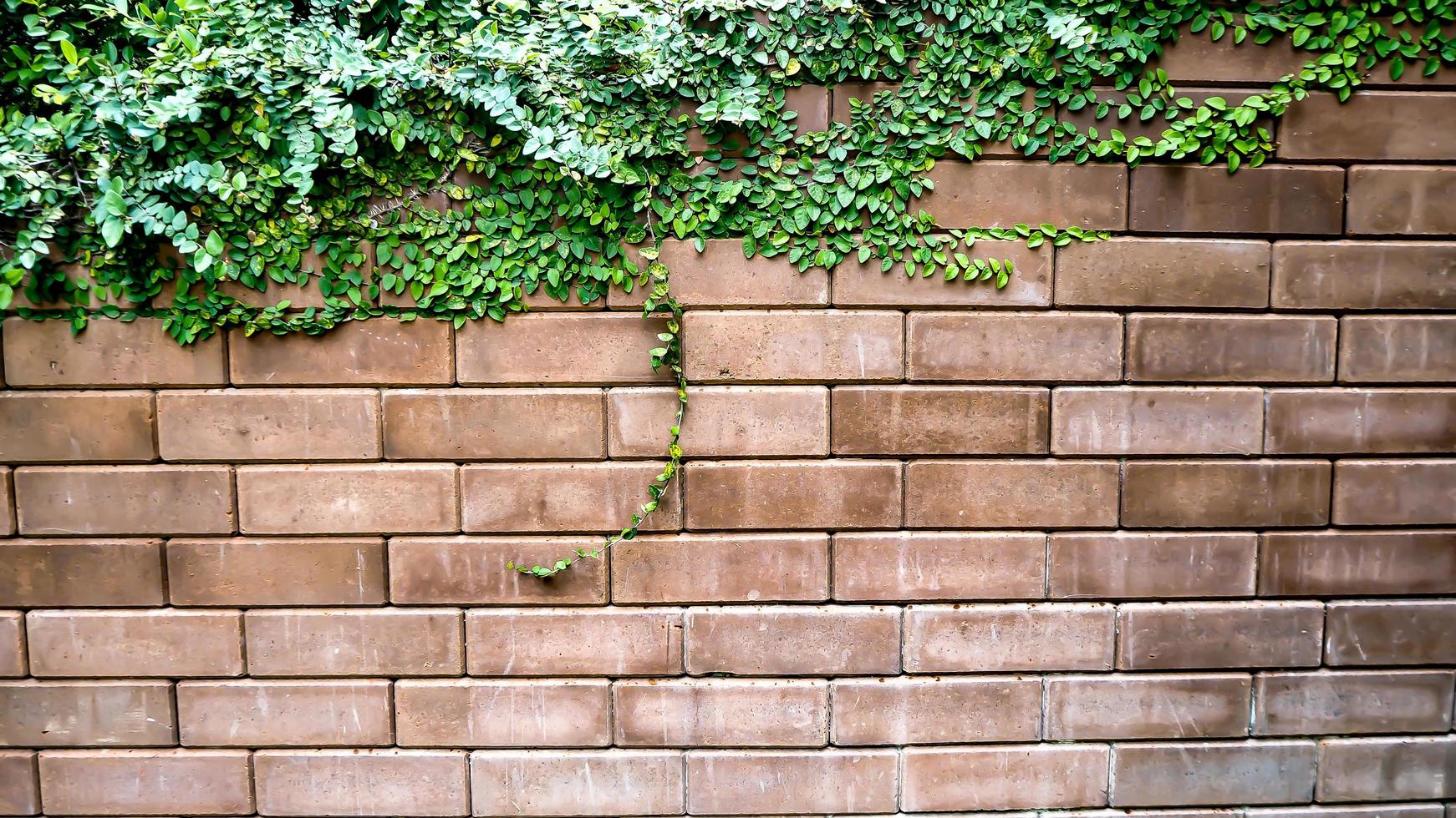 Mauer mit grüner Pflanze foto