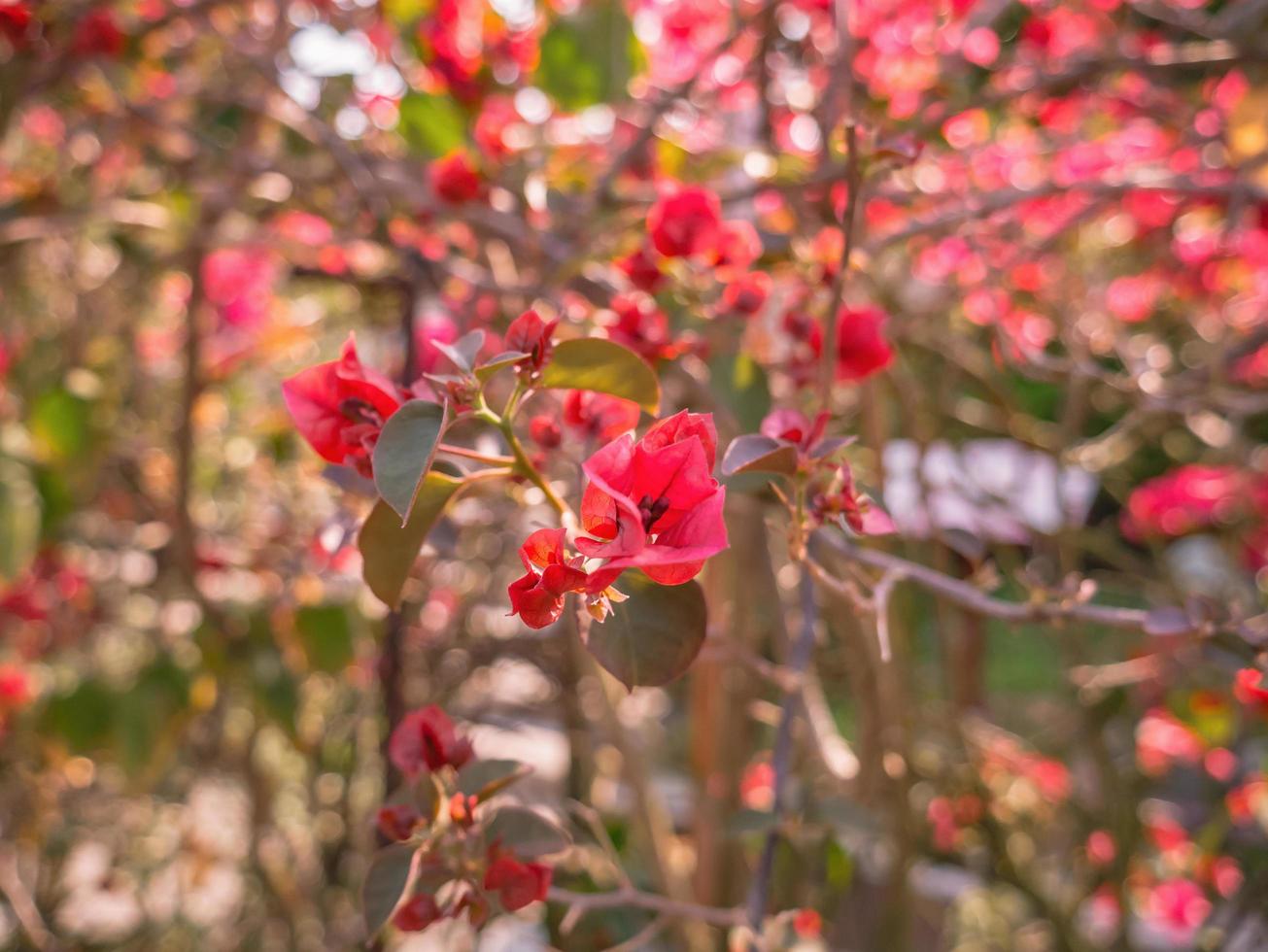 Rote Bougainvillea-Blumen in der Songdafeng-Zushi-Gedenkhalle oder Tai Hong Kong in Teochew-Sprache in der Stadt Shantou in der Provinz Guangdong in China. foto