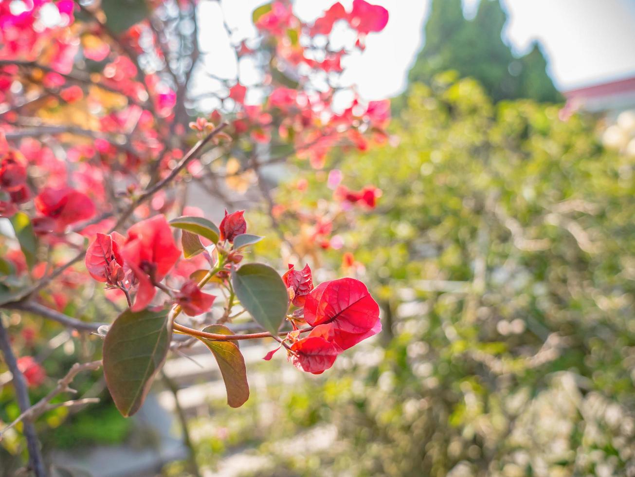 Rote Bougainvillea-Blumen in der Songdafeng-Zushi-Gedenkhalle oder Tai Hong Kong in Teochew-Sprache in der Stadt Shantou in der Provinz Guangdong in China. foto