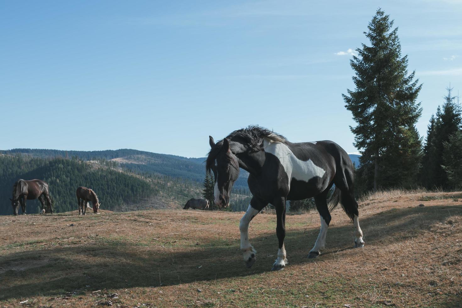 Landschaft mit einem Pferd foto