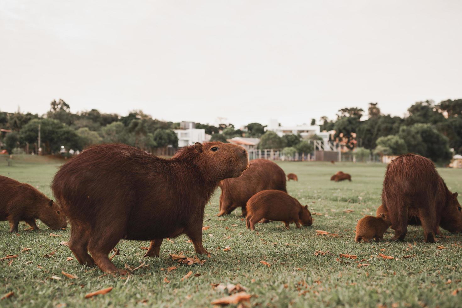 braune Capybara auf grüner Wiese foto