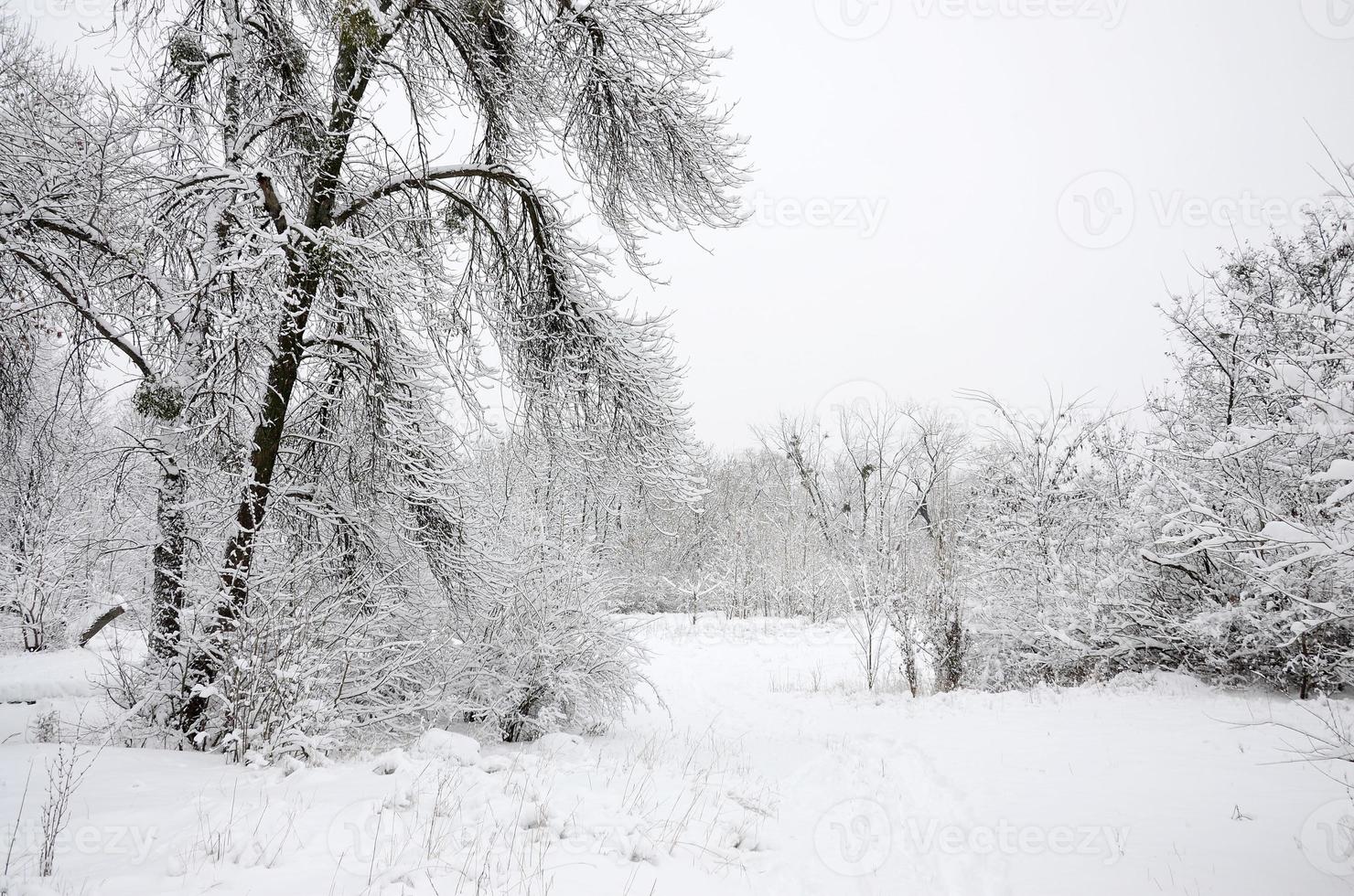 Winterlandschaft in einem schneebedeckten Park nach einem schweren nassen Schneefall. Eine dicke Schneeschicht liegt auf den Ästen der Bäume foto