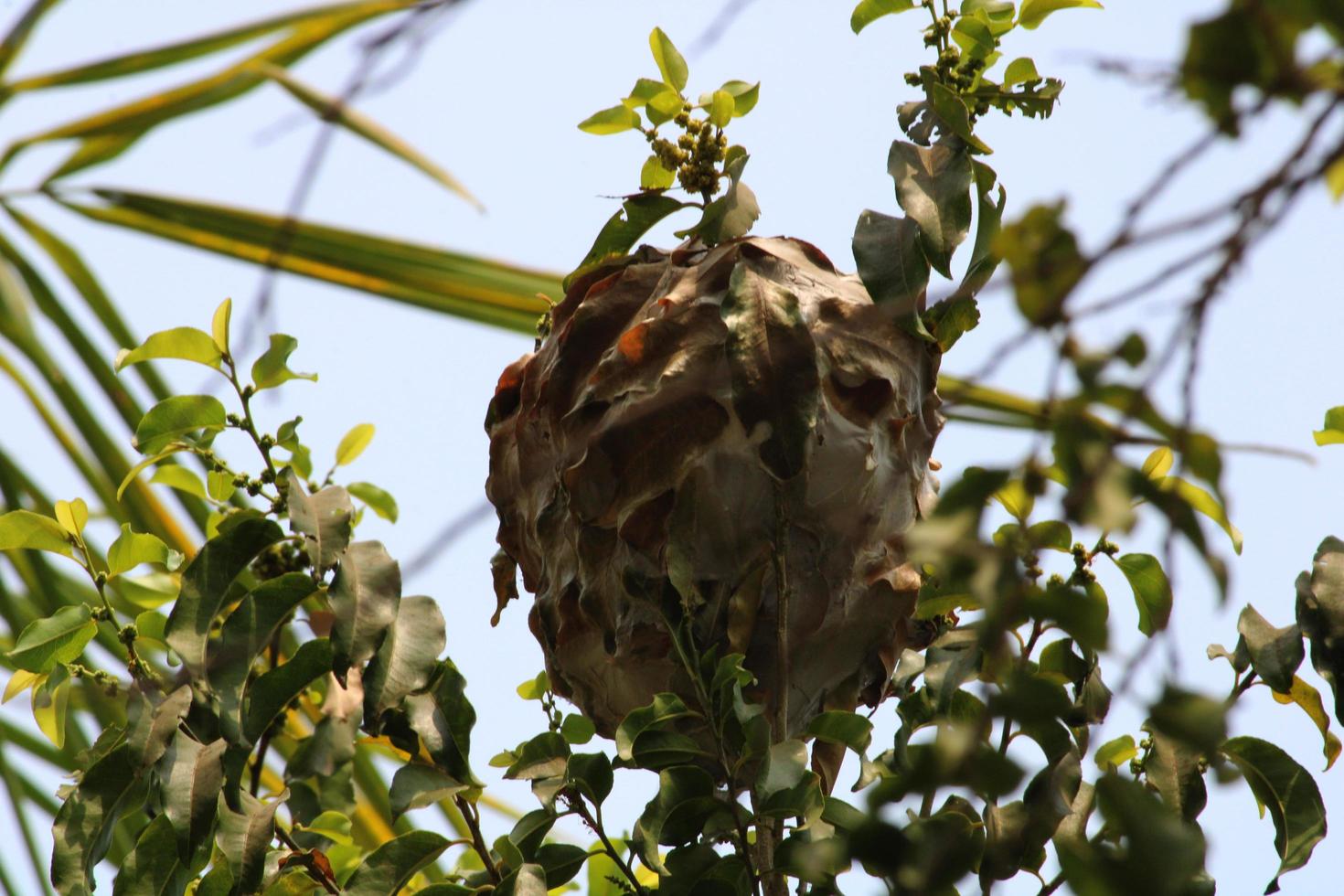 Nest der roten Ameisen. foto