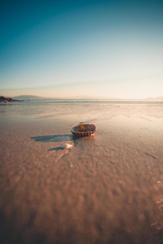 Nahaufnahme der Muschel am Strand foto
