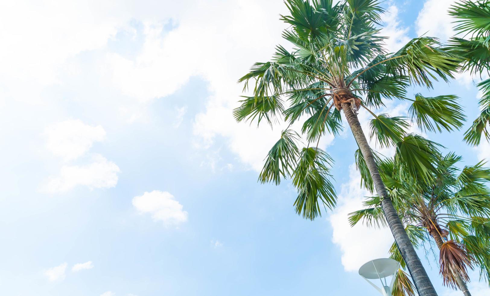 Palme mit blauem Himmel foto