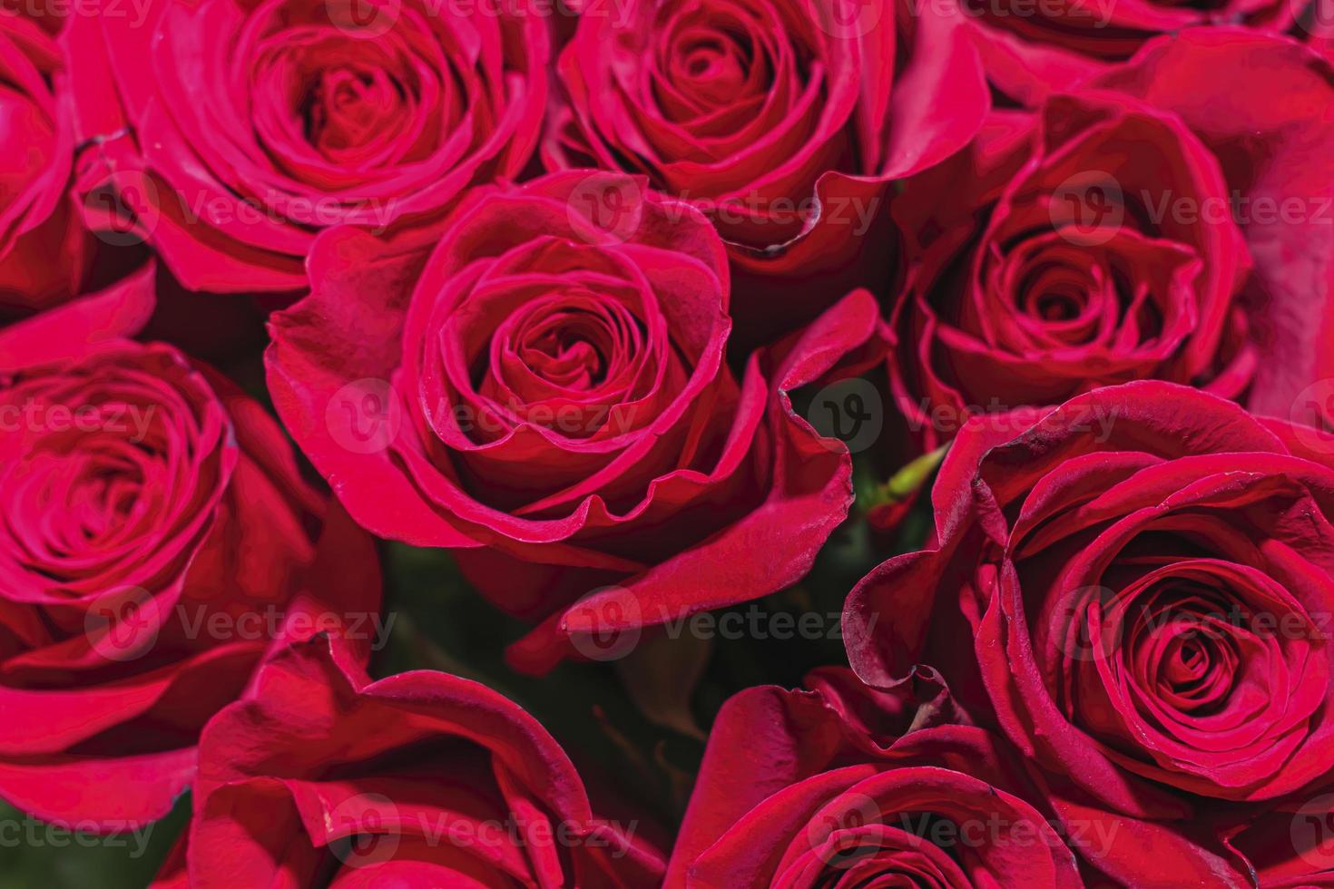 Heller Strauß schöner roter Rosen als Geschenk aus nächster Nähe foto