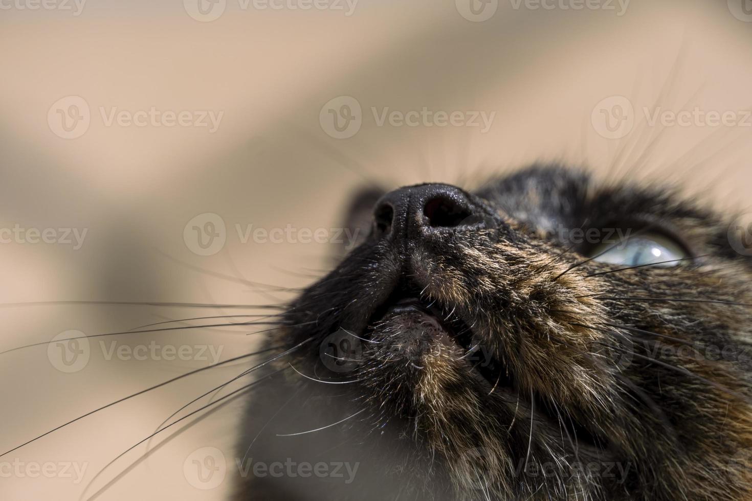 katze, die nach oben schaut, nahporträt des grünen auges der amerikanischen kurzhaarkatze von grauer farbe. unscharfer Hintergrund in hellen Farben foto