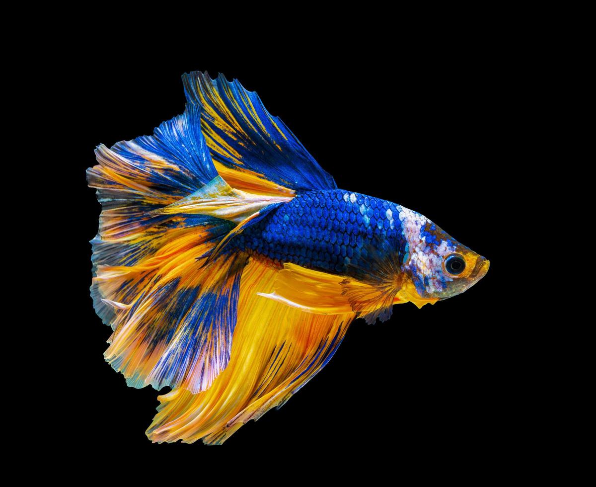 Nahaufnahme eines blauen und orangefarbenen Betta-Fisches foto