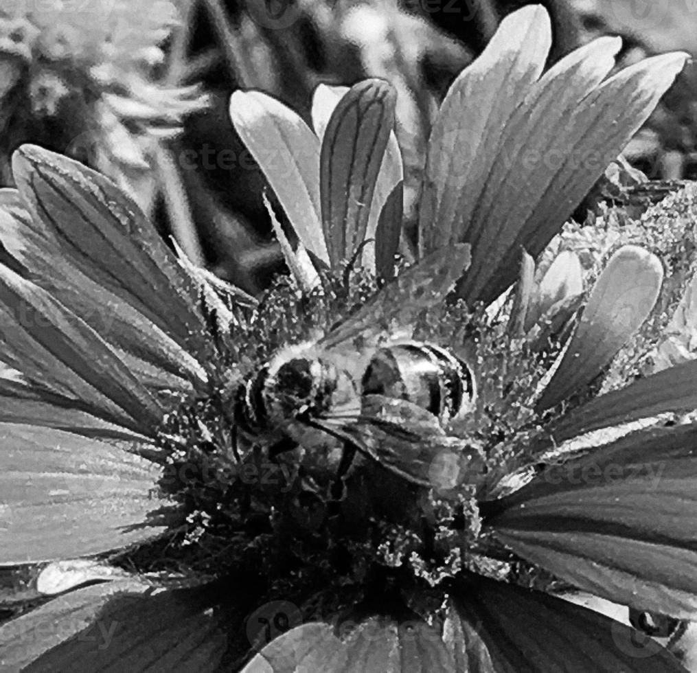 geflügelte Biene fliegt langsam zur Pflanze, sammelt Nektar für Honig foto