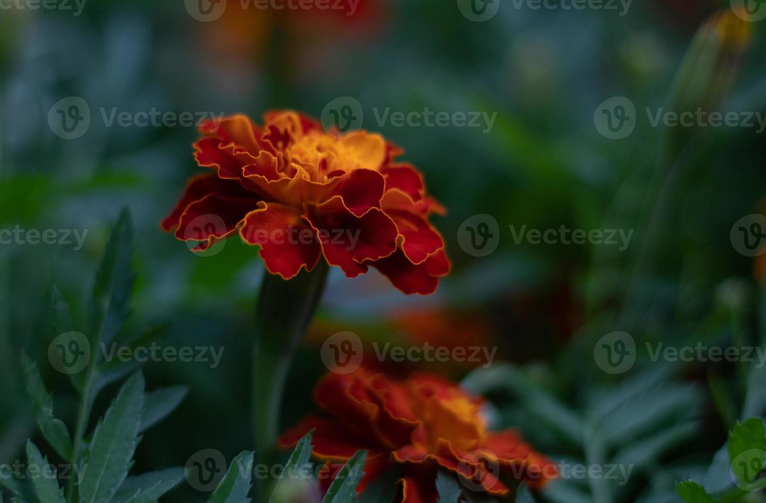 rote orange ringelblumen hautnah foto