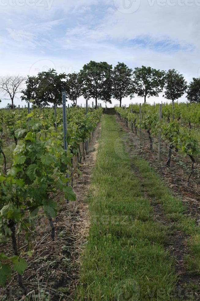 Weinberg bei Wachenheim in der Pfalz in Deutschland foto