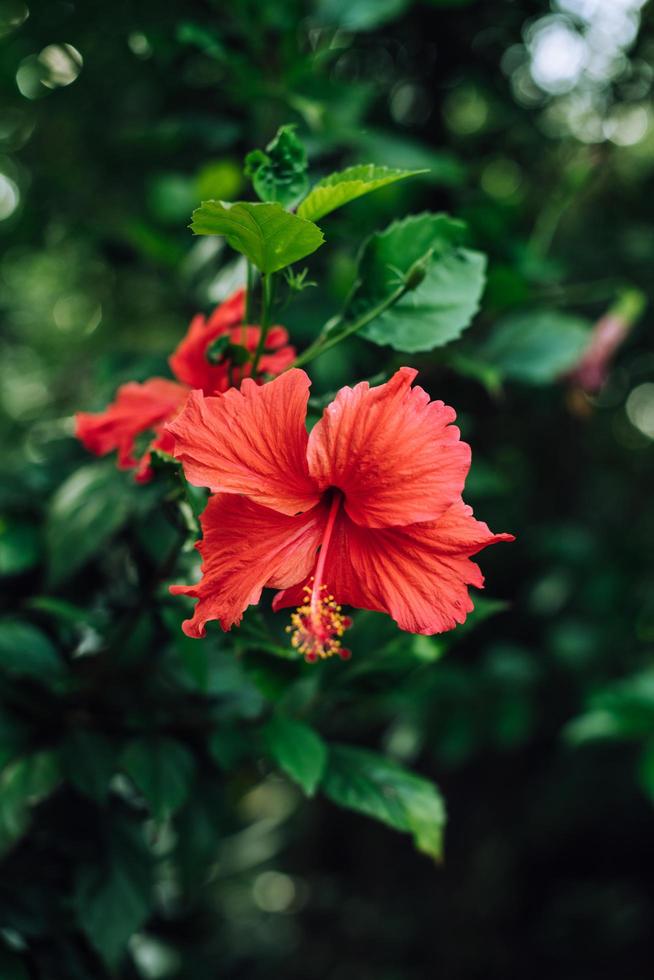 roter Hibiskus in voller Blüte foto