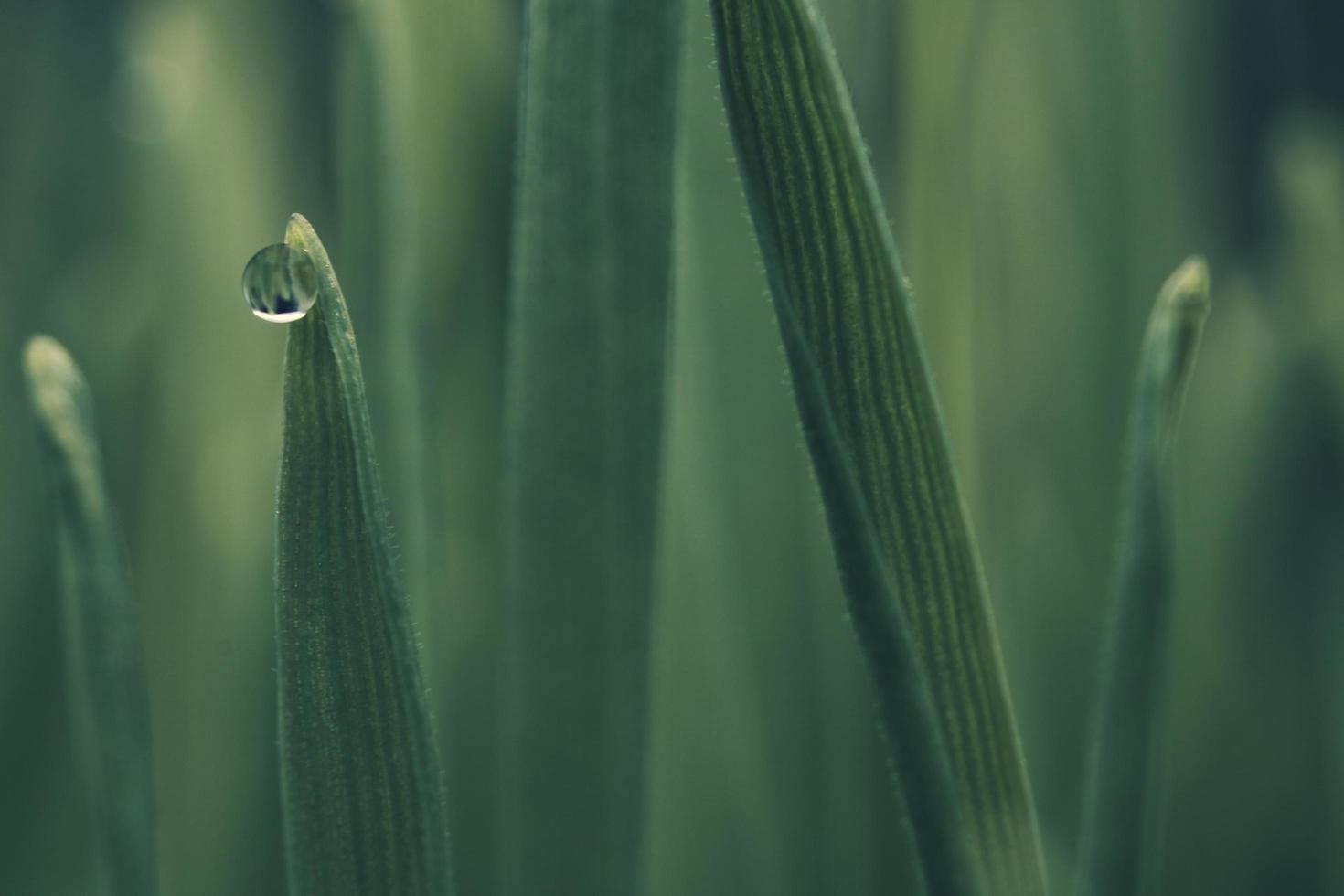 Wassertau auf grüner Pflanze foto