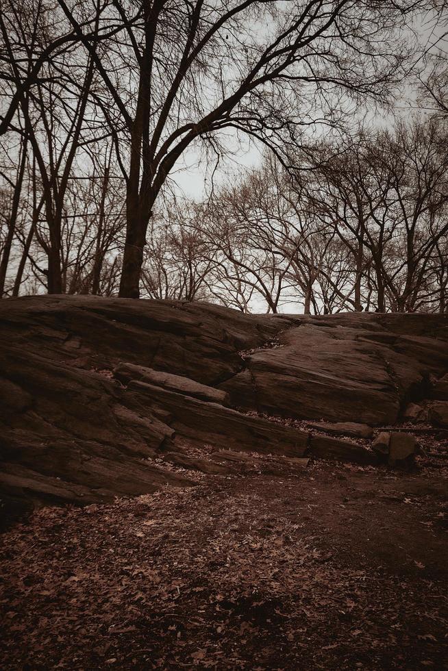 Laub in der Nähe von Felsen und kahlen Bäumen foto