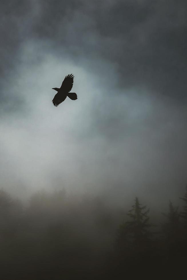 Vogel fliegt im stürmischen Himmel foto