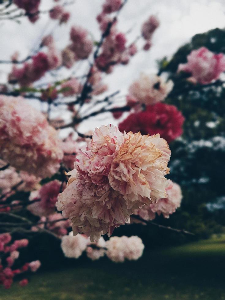 rosa, weiße und rot blühende Blütenblätter foto