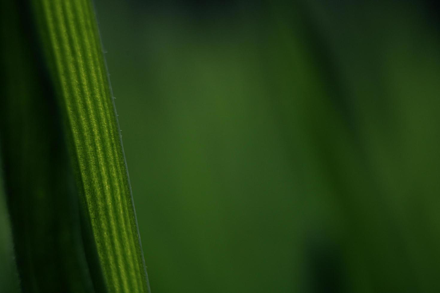 Nahaufnahme des grünen Blattes foto